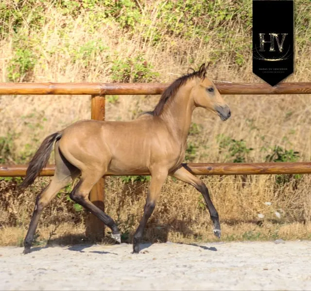 ✨️ Hengst KWPN Isabelle Lusitanosport ✨️