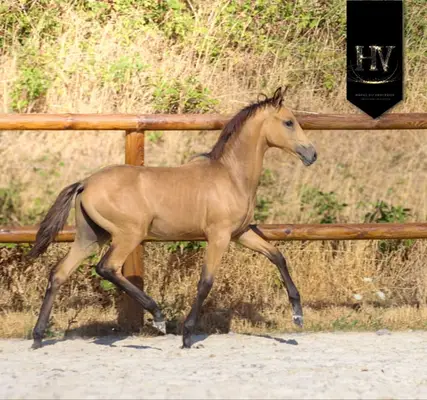 ✨️ Hengst KWPN Isabelle Lusitanosport ✨️
