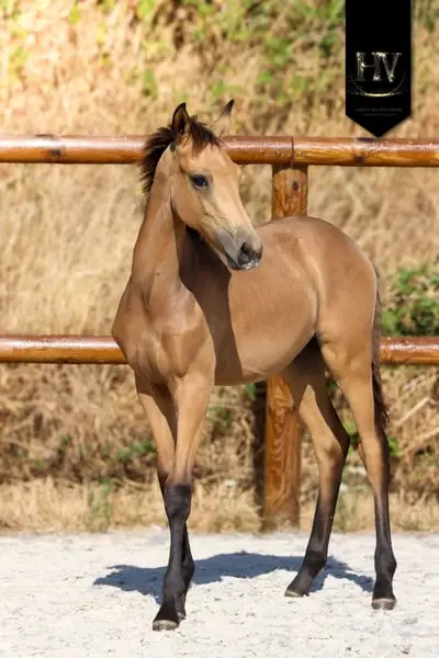 ✨️ Hengst KWPN Isabelle Lusitanosport ✨️