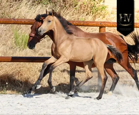 ✨️ Hengst KWPN Isabelle Lusitanosport ✨️