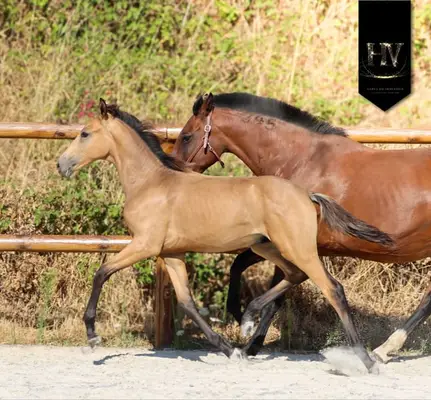✨️ Hengst KWPN Isabelle Lusitanosport ✨️