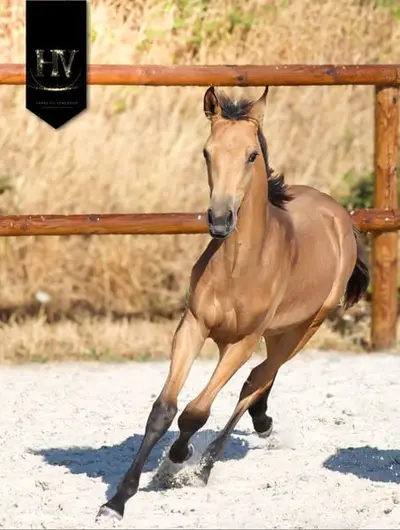 ✨️ Hengst KWPN Isabelle Lusitanosport ✨️