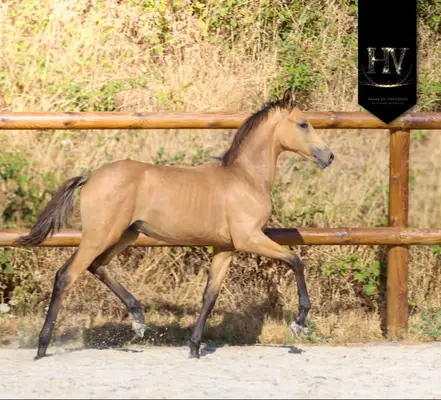 ✨️ Hengst KWPN Isabelle Lusitanosport ✨️