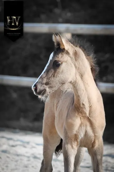 Hengst KWPN Grullo Par Vitalis x Dream Boy x Johnson x Ferro