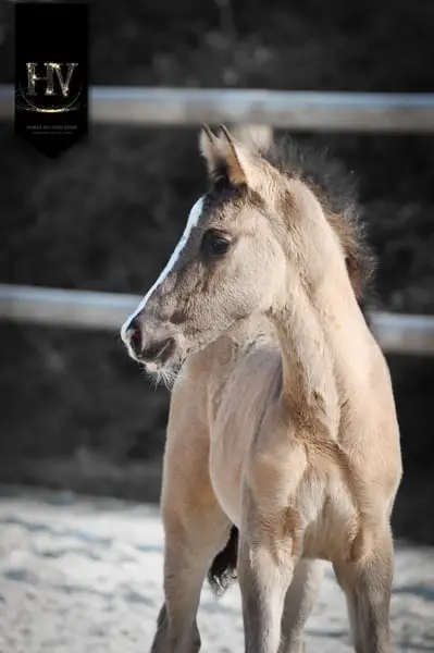 Hengst KWPN Grullo Par Vitalis x Dream Boy x Johnson x Ferro