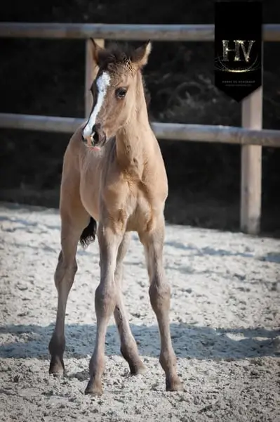 Hengst KWPN Grullo Par Vitalis x Dream Boy x Johnson x Ferro