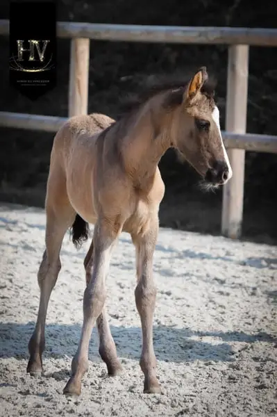Hengst KWPN Grullo Par Vitalis x Dream Boy x Johnson x Ferro