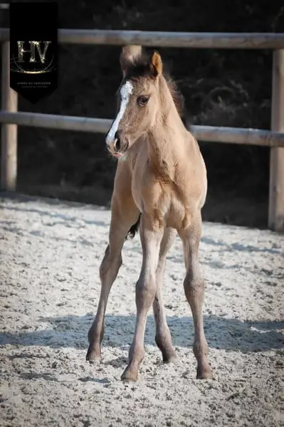 Hengst KWPN Grullo Par Vitalis x Dream Boy x Johnson x Ferro