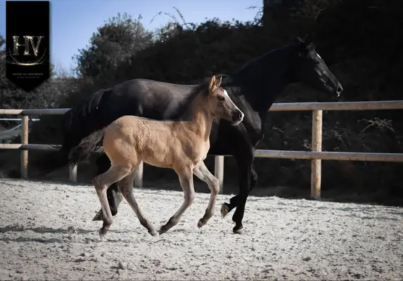 Hengst KWPN Grullo Par Vitalis x Dream Boy x Johnson x Ferro