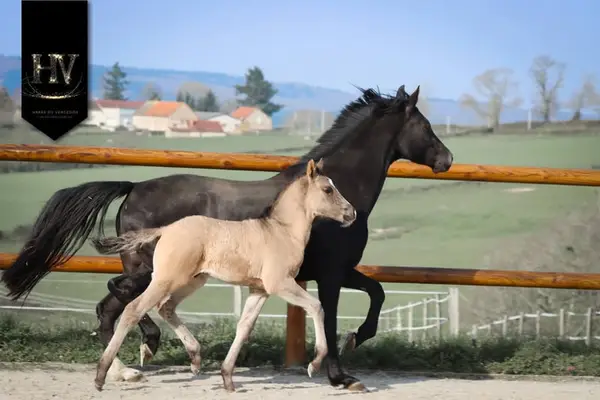 Hengst KWPN Grullo Par Vitalis x Dream Boy x Johnson x Ferro