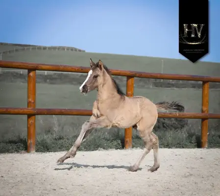 Hengst KWPN Grullo Par Vitalis x Dream Boy x Johnson x Ferro