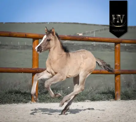 Hengst KWPN Grullo Par Vitalis x Dream Boy x Johnson x Ferro