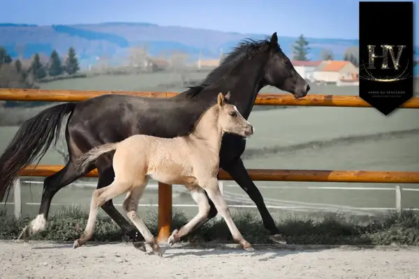 Hengst KWPN Grullo Par Vitalis x Dream Boy x Johnson x Ferro