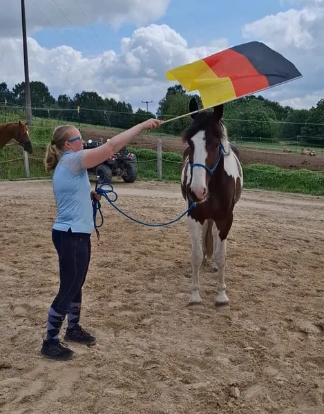 Braver schöner Wallach für den Freizeitbereich