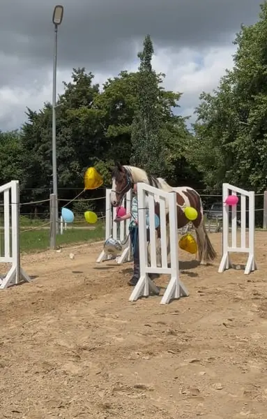 Braver schöner Wallach für den Freizeitbereich