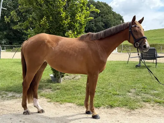 Gran caballo de deporte, manejable también para aficionados