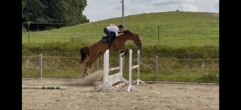 Tolles Sportpferd, auch für Amateure zu bedienen