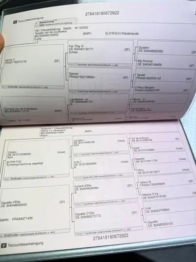 Tolles Sportpferd, auch für Amateure zu bedienen