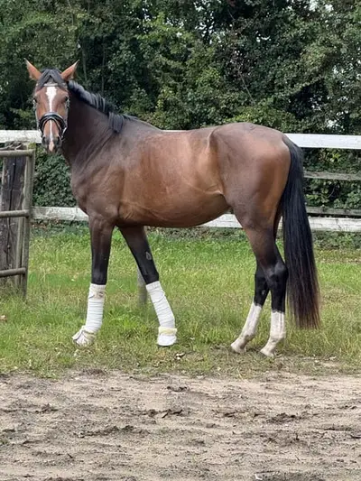 Dressur youngster mit viel Qualität