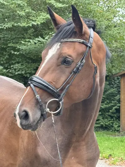 Dressur youngster mit viel Qualität