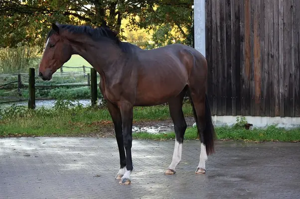 Dressur youngster mit viel Qualität