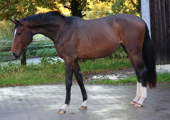 Dressur youngster mit viel Qualität