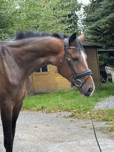 Dressur youngster mit viel Qualität