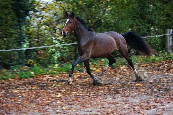 Dressur youngster mit viel Qualität