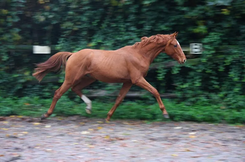 2j kjento sohn