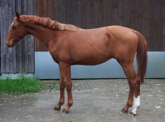 2j kjento sohn