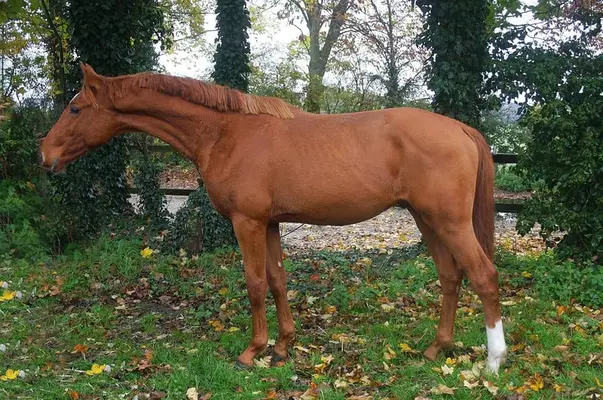 2j kjento sohn