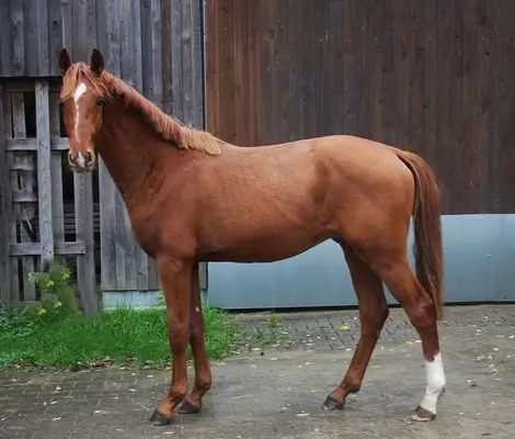 2j kjento sohn