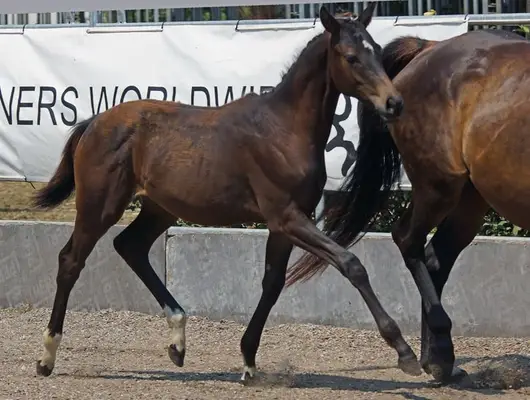 Blood-typed Filly Foal