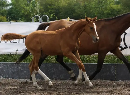 Typy Colt