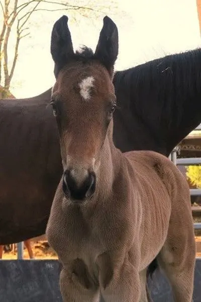 Charmanter Youngster
