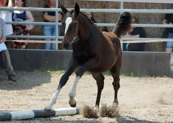 Successful Filly Foal