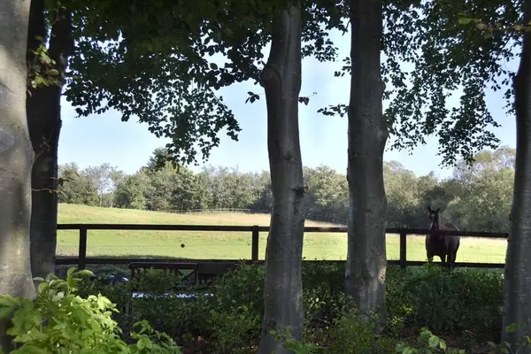 Saniertes Wohnhaus mit 6 Pferdeboxen, Reitpaltz, Weiden mit Holzzaun ( 8ha Land) in Alleinlage