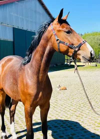 2jähriger (noch) Hengst