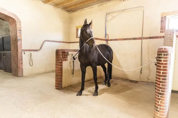 Reitanlage mit außergewöhnlichem Potenzial