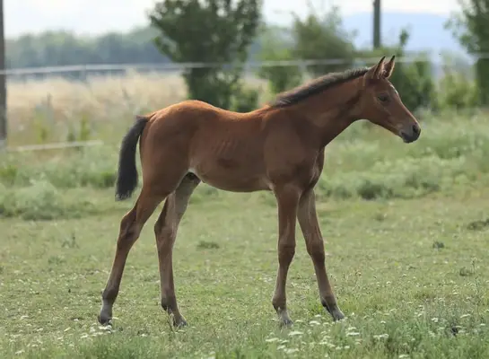 Prämien Hengstfohlen von Starvererber Kenneth