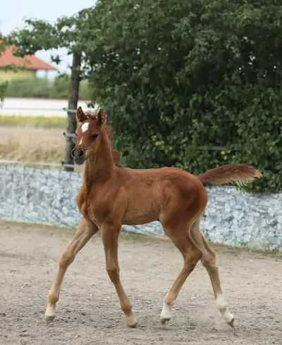 exquisites Hengstfohlen 3x El Shaklan aus der polnischen E-Linie