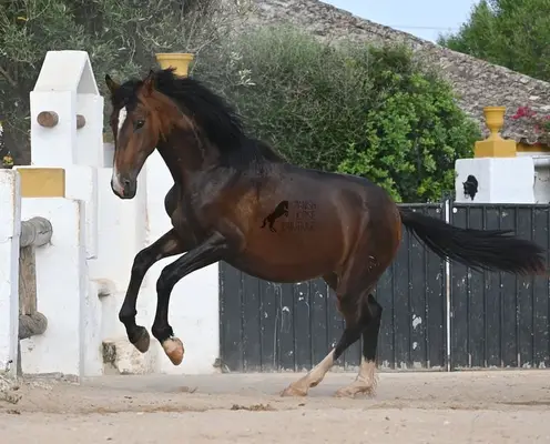 Very Large Young Stallion with TOP Genes!