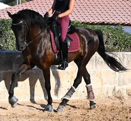 Schoolmaster: Menorquinwallach geritten & gefahren