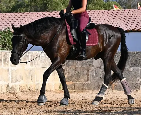 Schoolmaster: Menorquinwallach geritten & gefahren