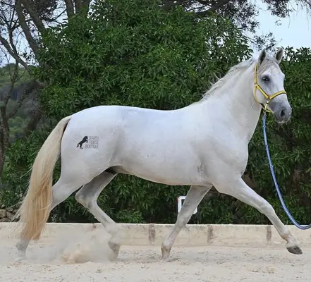 Hijo del múltiple campeón mundial FER BONACHON de Eda