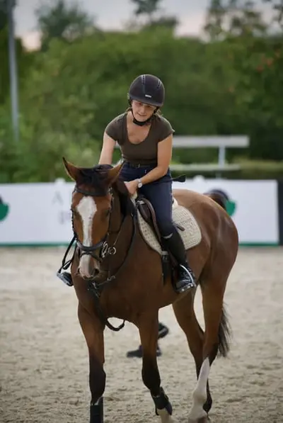 Gehobenes Freizeitpferd/reitbarer Beisteller