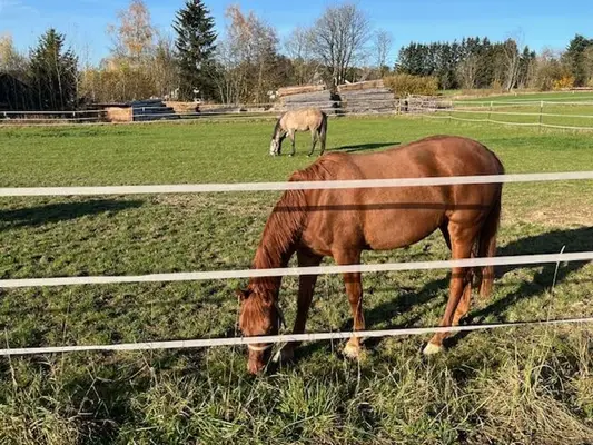 Junge - schnell lernende -brave Holsteiner Stute