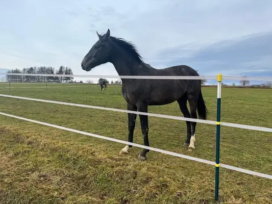 Sportlich eleganter Schimmel von Klapscheut