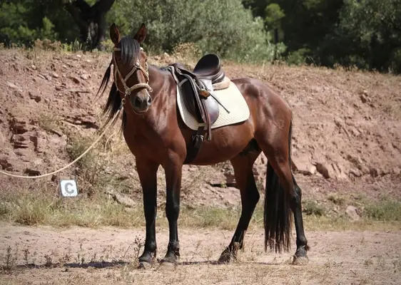 Bonito joven PRE directamente del criador
