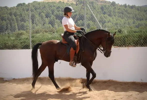 Precioso caballo andaluz castrado con aires excelentes